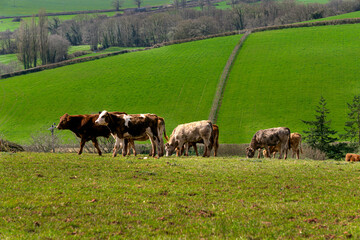Cows in the fields and meadows of Devon, England, Europe.