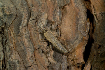 The silverfish (Lepisma saccharinum) is a species of small, primitive, wingless insect in the order Zygentoma (formerly Thysanura)., Sardinia, Italy.