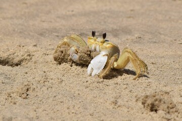 ghost crab carrying sand out of hole North Carolina