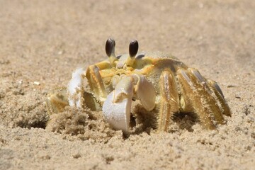 ghost crab in sand beach close up