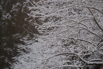 木の枝に積もる美しい雪