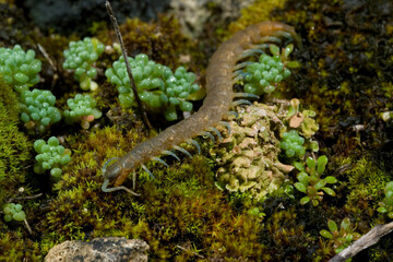 Southern girdled scolopendra (Scolopendra cingulata), on the ground, Sardinia, Italy