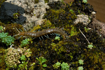 Southern girdled scolopendra (Scolopendra cingulata), on the ground, Sardinia, Italy