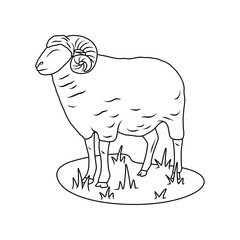Arrowroot sheep, Garut sheep local sheep breed from Indonesia. Thin line illustration.
