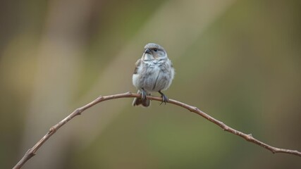 Obraz premium Small bird perched on a thin tree branch, feathers fluffed for balance, landscape, feathers, nature
