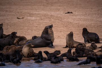 Fototapeta premium Seals forming a close-knit community along Namibia’s desert coast