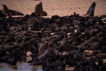 Seals forming strong bonds with their pups in the wild coastal desert