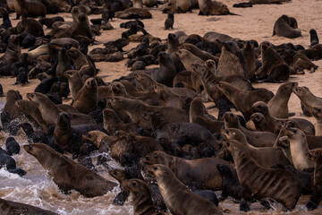 Seals communicating with each other along the remote desert coast