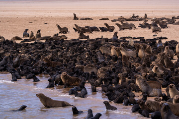 A seal mother teaching her pup to navigate the rocky coastline