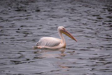 Pelicans resting together on rocky shores