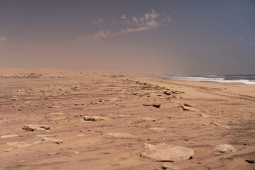 A lonely oryx walking through the golden sands