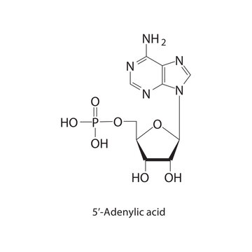 5&rsquo;-Adenylic acid skeletal structure.Toxin compound schematic illustration. Simple diagram, chemical structure.