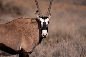 In the silence of the wild, the oryx tells its story