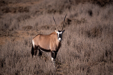 Against the storm, the oryx stands unshaken