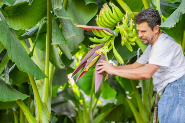 Close-up of a farmer in a banana plant. The farmer checks the bunches of bananas to assess their...