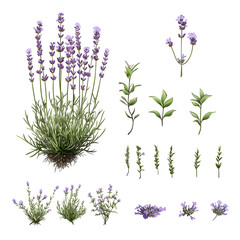 Obraz premium Set of lavender artistic depictions - lavender plant with elongated stems and delicate small flowers