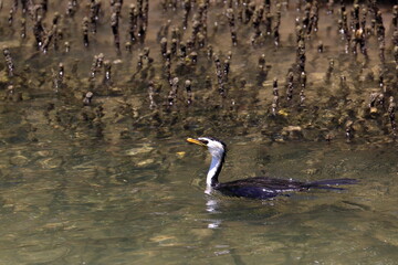 little pied cormorant