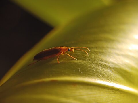 Insecte longicorne sur feuille