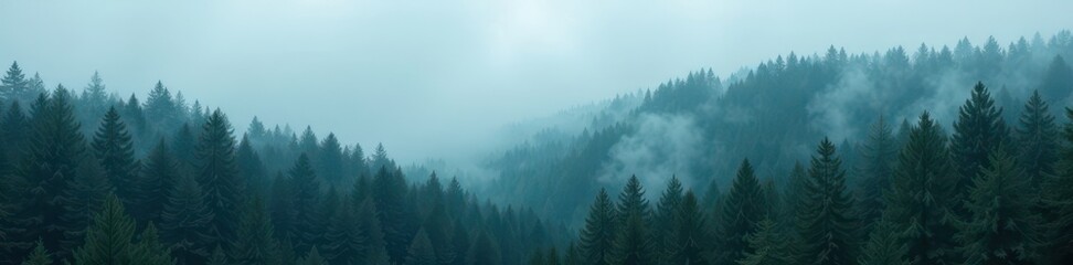 Fototapeta premium Dense fir forest shrouded in misty foggy atmosphere, misty, fir, wilderness