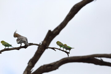 cockatiel