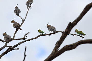 cockatiel