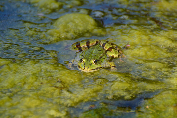 a bright green frog with black stripes on its hind legs hiding under the green pond grass on a sunny summer day