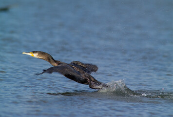 Obraz premium adult Great Cormorant. Phalacrocorax carbo, Alghero, Sardinia, Italy