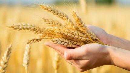 Feel the grains texture as you hold golden wheat in your hand, a sign of natures bounty and the cycle of life.
