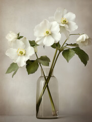 Fototapeta premium Still life with bouquet of spring hellebore flowers in a vase