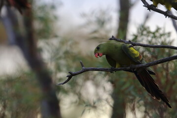 regent parrot