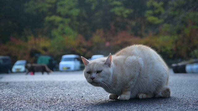 夏の朝の八幡堀（2023年6月, 滋賀県近江八幡市）