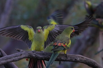 regent parrot