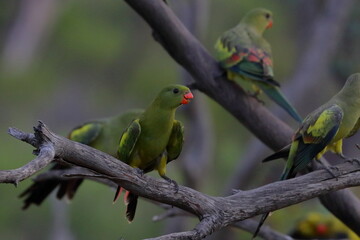 regent parrot