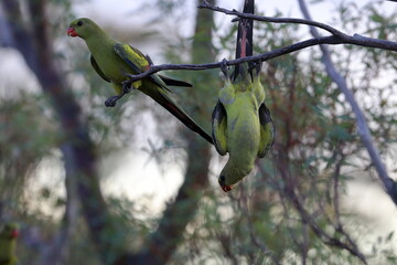 regent parrot