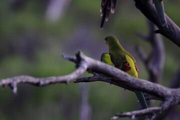 regent parrot