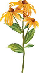 Yellow Flower Plant with Leaves Isolated on White Background

