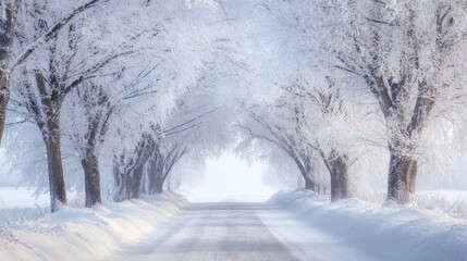 Obraz premium Snowy road through frosty trees, winter landscape, calm scene, winter wonderland