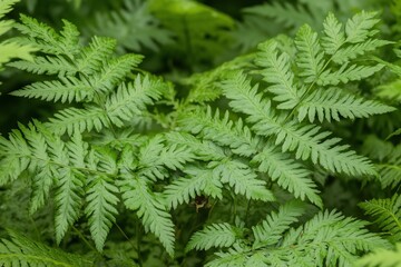 Lush green fern leaves closeup.