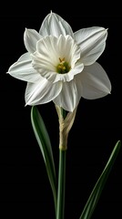 Obraz premium HD Phone Wallpaper Elegant White Daffodil Flower Bloom Isolated on Black Background