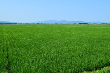 田植え２ヶ月後の水田