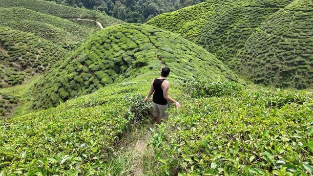 Caucasian boy walks between tea farm in Cameron Highlands, Malaysia