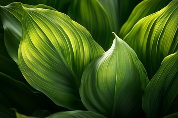 Close-up of vibrant green leaves with striking veins and textures, illuminated by natural light.