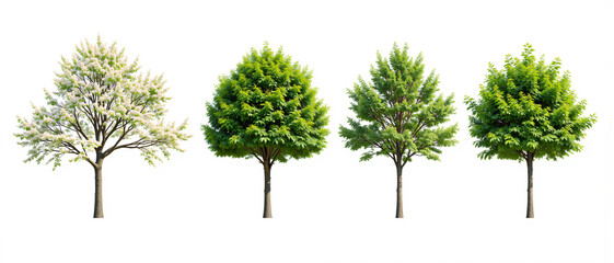 Cherry Tree Pruning: A Transformation Showcase of Lush Green Foliage and Blossoming Beauty in Various Stages of Growth