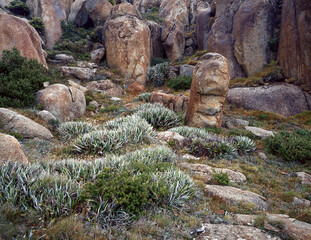 Boulders the result of dolerite intrusion and erosion on Mount wellington
