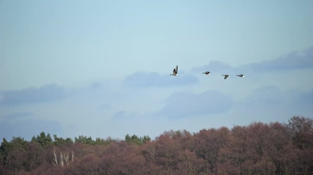 Migrating wild geese and ducks return from wintering abroad, flying in V-shaped formations across icy landscapes. Slow-motion footage enhances their graceful flight.