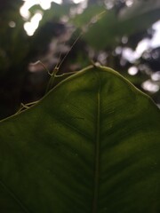 Insect © Thibaud