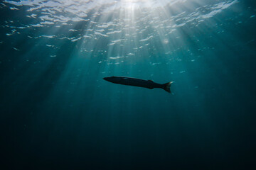 Barracuda