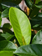 Close up of cempedak or artocarpus integer leaves