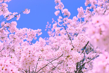桜　青空