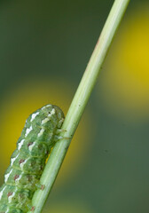Caterpillar, moth larva Cucullia chamomillae, the chamomile shark, is a moth of the family Noctuidae genus Cucullia Fam. Noctuidae. Monte Doglia, Alghero, SS, Sardinia, Italy